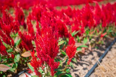 Bahçedeki güzel kırmızı Celosia çiçeklerine yakın çekim. 
