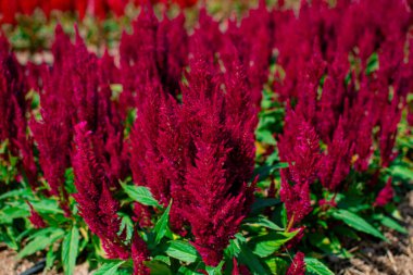 Amaranthus Cruentus, Bahçedeki kırmızı araranth.