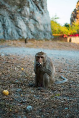 Close up of a monkey looking forward. Monkey sitting against forest background. clipart