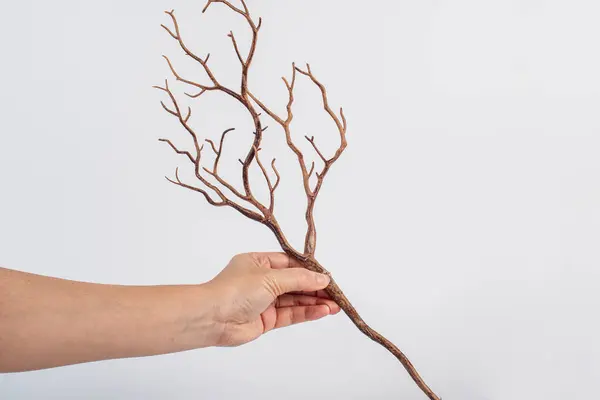 El ve ağaç dalları beyaz arka planda kabuk açar