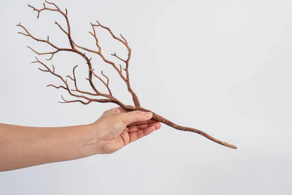 El ve ağaç dalları beyaz arka planda kabuk açar