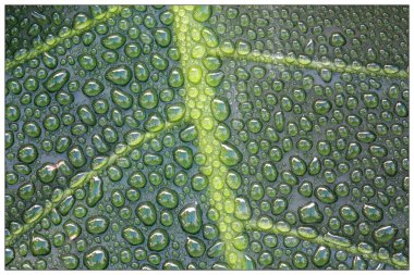 fotografia de hoja con gotas 