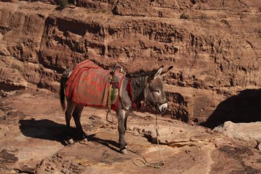 Donkey close to the view point of the high place of sacrifice trail, Petra, Jordan 2021