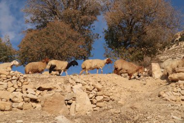Herd of sheep at the viewpoint of Dana, Jordan 2021