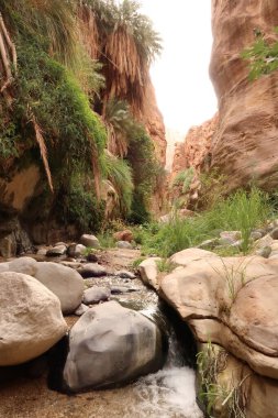 Stream running over rocks and through the lush vegetation of the Wadi Ghuweir Canyon, Dana, Jordan 2021