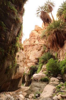 Stream running through the Wadi Ghuweir Canyon and its lush vegetation, Dana, Jordan 2021