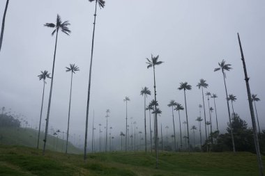 The famous wax palm trees of the Cocora Valley, Valle de Cocora on a foggy day, Eje Cafetero, Salento, Colombia 2020 clipart