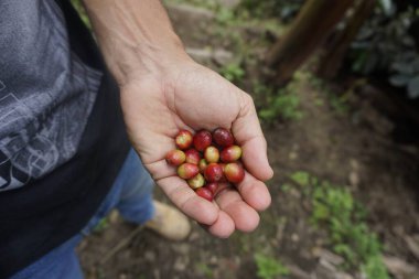 El dolusu kırmızı kahve çekirdeği, Salento, Eje Cafetero, Kolombiya 2020 yakınlarındaki bir kahve çiftliğinden yeni toplanmış.