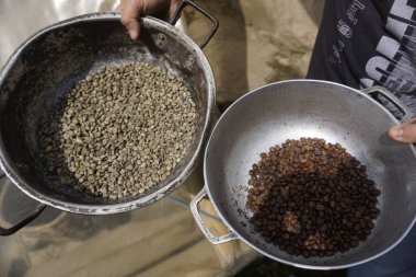 Kızartılmamış kahve çekirdeklerine karşı Salento, Eje Cafetero, Kolombiya 2020 yakınlarındaki bir kahve çiftliğinde gösteriliyor.