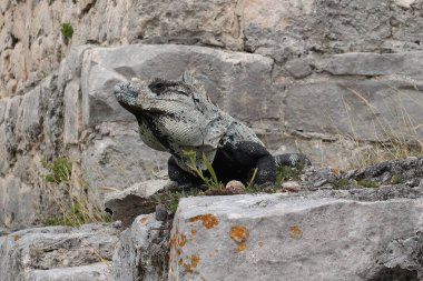 Büyük İguana Lizzard, Tulum, Meksika 2022 Maya harabelerinde.