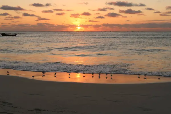 Group of sand pipers waiting for sunrise at the beach in Playa del Carmen, Mexico 2022