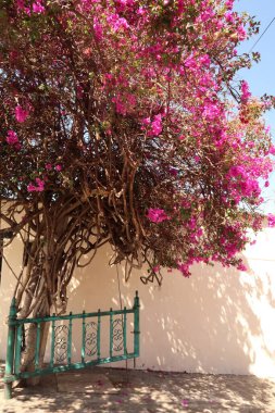 Güzel Bougainvillea ağacı, parlak pembe çiçekleri olan, Oaxaca, Meksika 2022 'de küçük sevimli bir turkuaz çitin yanında çiçek açan.