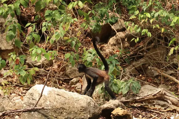 Small spider monkey walking on the river bank in the Sumidero Canyon/Canon del Sumidero, Chiapas, Mexico 2022