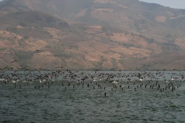 Sumidero Kanyonu / Canon del Sumidero, Chiapas, Meksika 2022 yakınlarındaki Chicoasen Baraj Gölü 'ndeki yüzlerce kara kuş / ördek.