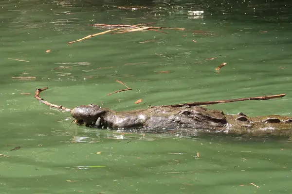 Head of a crocodile swimming in the river of the Sumidero Canyon/Canon del Sumidero, Chiapas, Mexico 2022