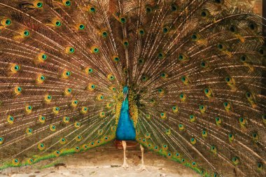Bachkovo Manastırı, Filibe, Bulgaristan 2022 'deki renkli tüylerini gösteren yoğun mavi renkli tavus kuşu kuyruğu tüylerini yayıyor.