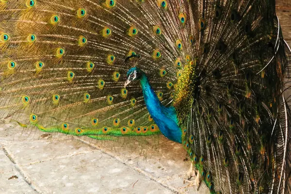 Profil, kuyruk tüylerini yayan yoğun mavi bir tavus kuşunun yan görünüşü, Bulgaristan 'ın Plovdiv kenti 2022 yakınlarındaki Bachkovo Manastırı' nda renkli tüylerini sergiliyor