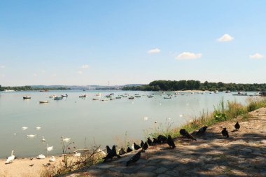 Zemun 'daki Tuna Nehri kıyısında güvercinler ve kuğular toplanıyor, balıkçı ve balıkçı tekneleri arka planda suda yüzüyor, Zemun, Belgrad, Sırbistan 2022