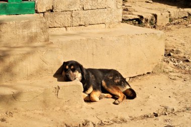 Köpek, kafası merdivenlerde dinlenirken, Namche Çarşısı, Bazar, Everest Tepesi Temel Anayolu, EBC; Nepal 2022