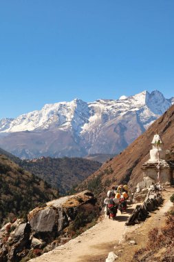 Loaded yaks walking up the trail to Pangboche next to a stupa, in the back Tengoche, Tangboche village in front of Mount Kongde Ri, Mount Everest Base Camp Trek, EBC, Nepal 2022 clipart