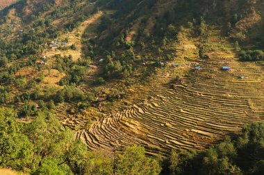Bahundanda köyü yakınlarındaki bir tepedeki pirinç teraslarına, tarlalara, tarlalara Annapurna Circuit Trek, Nepal 2022
