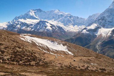 Buz Gölü yolunda, Annapurna II ve IV 'ün önündeki çayırların arasından geçen patikaya bakın, Manang Annapurna Pisti' ne yakın, Nepal 2022