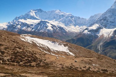 On the way up to the Ice Lake, view onto the trail running through a meadow with huts in front of Annapurna II and IV, close to Manang Annapurna Circuit Trek, Nepal 2022 clipart