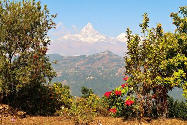 View between the trees onto the snow capped peak of Mount Machapuchare, on the way up to the World Peace Pagoda, close to Pokhara, Phewa Lake, Nepal 2022 clipart