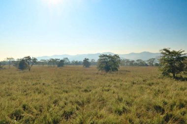 Otlaklar, savanalar ve ağaçlar Chitwan Ulusal Parkı, Nepal 2022 boyunca safaride görülüyor.