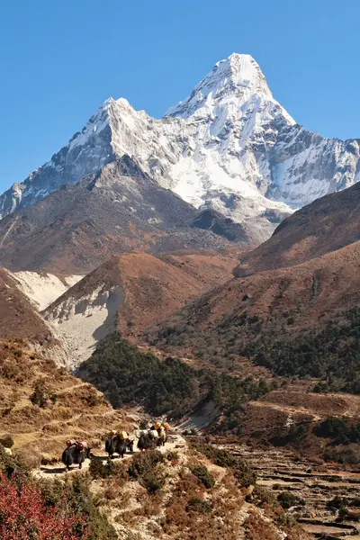 Stock image Yaks carrying goods on the trail between Tengboche, Tangboche and Pangboche in front of Mount Ama Dablam, Mount Everest Base Camp Trek, EBC, Nepal 2022