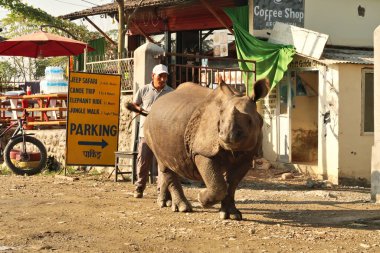 Küçük bir gergedan geziniyor, Sauraha köyünde geziniyor, Chitwan Ulusal Parkı yakınlarında, Nepal 2022