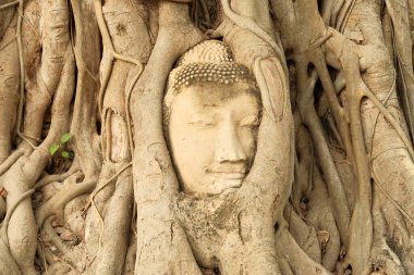 Wat Mahathat Tapınağı 'ndaki ünlü Buda başı, büyük bir Bodhi Ağacı, Ayutthaya Tarih Parkı, Tayland 2023' ün uzun kökleriyle çevrili.