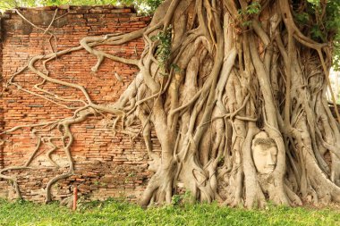 Wat Mahathat Tapınağı 'nın ünlü Buda başı, uzun kökleri tarafından tutulan, büyük bir Bodhi Ağacı' nın dalları yüksek kırmızı tuğla bir duvarda yetişiyor, Ayutthaya Tarih Parkı, Tayland 2023