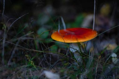 Amanita muscaria ormandaki zehirli mantar.