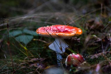 Amanita muscaria ormandaki zehirli mantar.