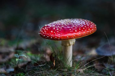 Amanita muscaria ormandaki zehirli mantar.
