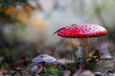 Amanita muscaria ormandaki zehirli mantar.