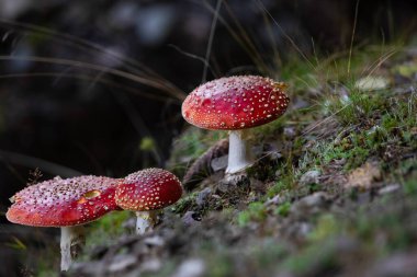 Amanita muscaria ormandaki zehirli mantar.