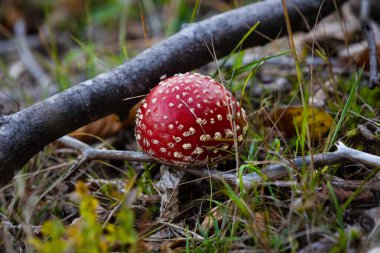 Amanita muscaria ormandaki zehirli mantar.