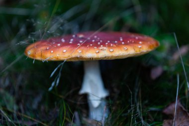Amanita muscaria ormandaki zehirli mantar.