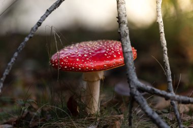 Amanita muscaria ormandaki zehirli mantar.