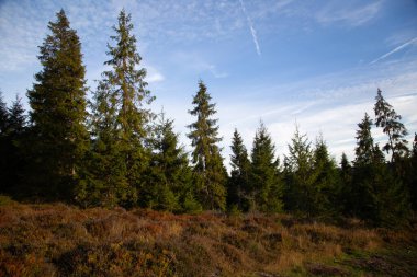 Fir tree branch forest background