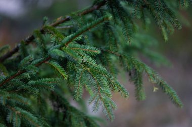 Fir tree branch forest background