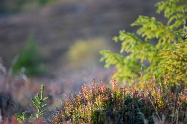 Fir tree branch forest background