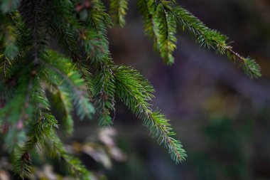 Fir tree branch forest background