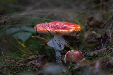 Fly agaric or amanita muscaria mushrooms fungi with dark blur forest background 