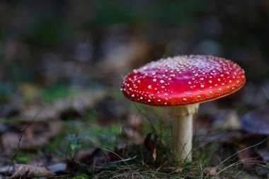 Fly agaric or amanita muscaria mushrooms fungi with dark blur forest background 