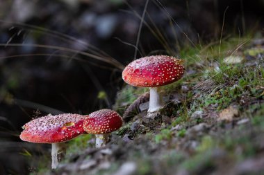 Fly agaric or amanita muscaria mushrooms fungi with dark blur forest background 