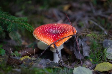 Fly agaric or amanita muscaria mushrooms fungi with dark blur forest background 