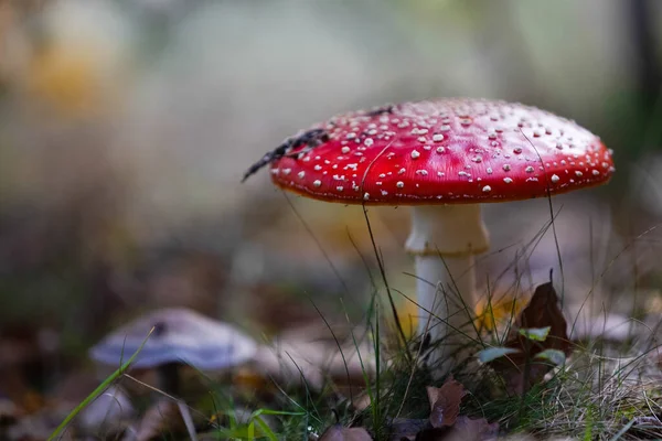 Fly agaric or amanita muscaria mushrooms fungi with dark blur forest background 